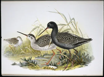Spotted Redshank (Totanus Fuscus)