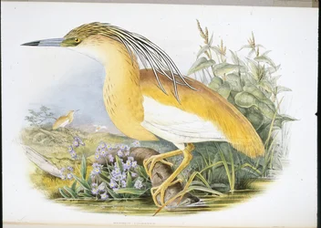 Squacco Heron