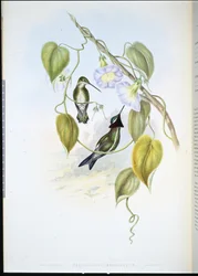 Stripe-breasted Star-throat