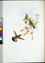 Stripe-tail Humming-bird