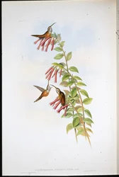 Stripe-throated Hermit