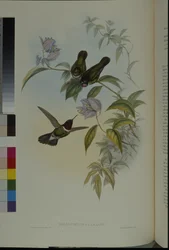 Sun Angel (Heliangelus Clarisse)