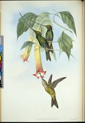 Sword-bill (Docimastes ensiferus)
