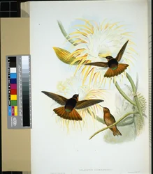 Venezuelan Stenura (Panychlora stenura and Panychlora russata)