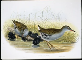 Water-Rail