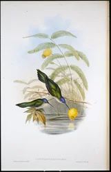 Wedge-tailed Sabre-wing (Campylopterus Pampa)
