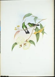 White-bellied Emerald