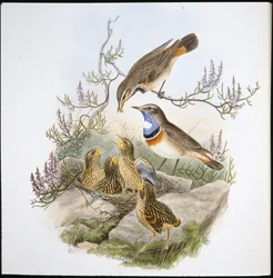 White Throated Bluebreast