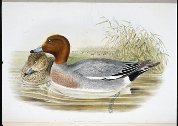 Widgeon