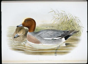 Widgeon (Mareca Penelope)
