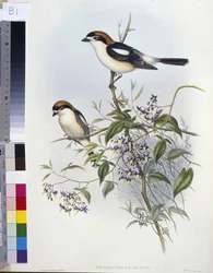 Woodchat Shrike