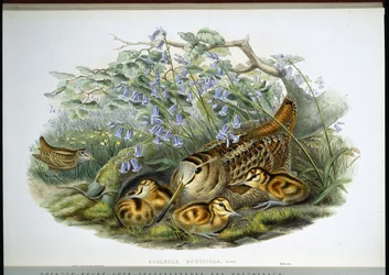Woodcock (Scolopax rusticola) (hand-coloured lithograph)