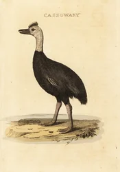Southern Cassowary, Casuarius Casuarius