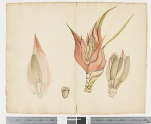 F.33 Freycinetia baueriana, c.1790-95