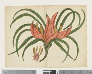 Freycinetia baueriana, c.1790-95