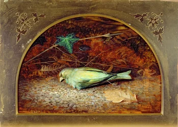 A Dead Linnet