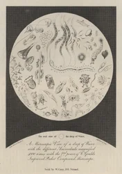 A Microscopic View of a Drop of Water