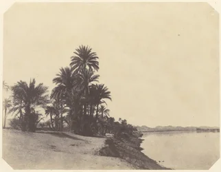 Studies of Date Palms