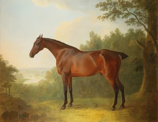 Marquis, a Bay Hunter in a Landscape