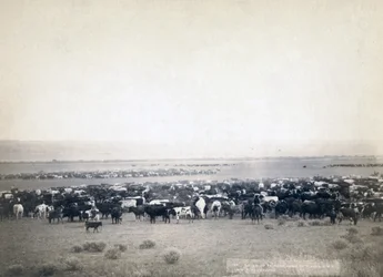 Cowboys herding cattle, South Dakota c.1890