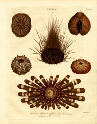 Curious Species of Sea Urchin