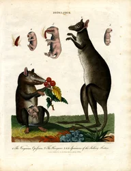 Didelphis (Marsupials)
