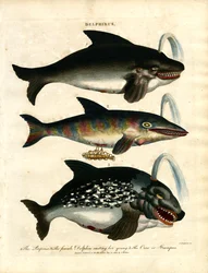 Dolphins (Delphinus)