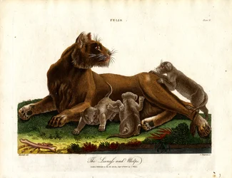Lioness and Cubs (Plate II)