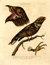 Nightjar (Caprimulgus)
