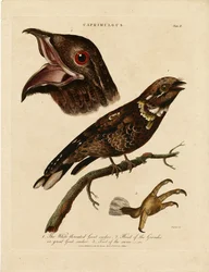 Nightjars (Caprimulgus)