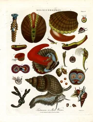 Testaceous or Shell Worms