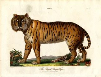 The Royal Bengal Tiger (Felis Tigris)