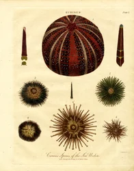 Various Sea Urchin Species