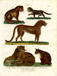 Wild Cats of the Genus Felis (Plate IV)