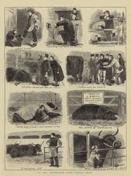 At the Smithfield Club Cattle Show