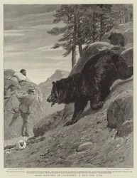 Bear Hunting in Cashmere, a Run for Life