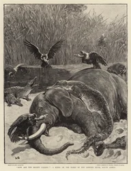 How are the mighty fallen!, a Scene on the Banks of the Limpopo River, South Africa