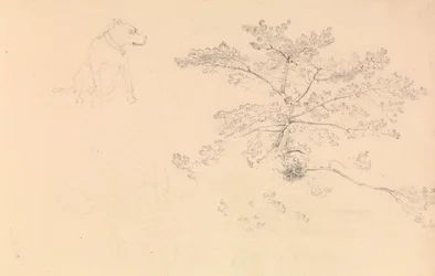 Study of a dog wearing collar and of tree branches