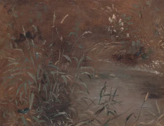 Rushes by a Pool