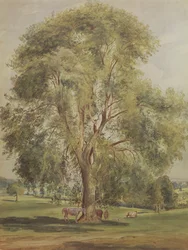 The Tree