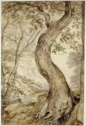 Tree at Helmingham, c.1800