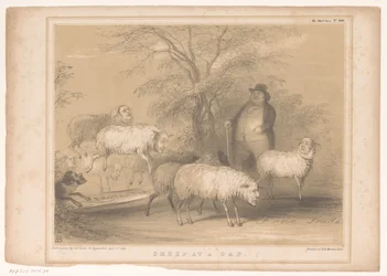 Caricature with British Sheep (HB Sketches)