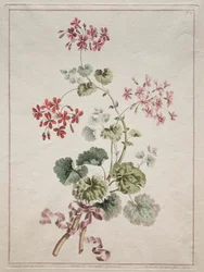 A Collection of Flowers Drawn from Nature: No. 6 - Scarlet and Variegated Geranium, 1801