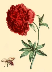 Peony: Paeonia Faemina Flore Pleno Rubro Majore