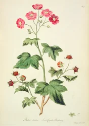 Raspberry: Sweet Canada from 