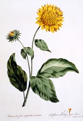 Sunflower with Large Jagged Leaves, Illustration from 