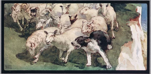 Bobtail sheepdog and flock on cliffs, illustration from 