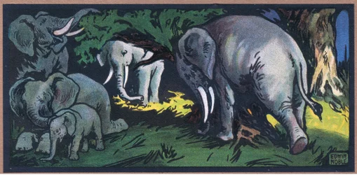 Elephant in the Wilds