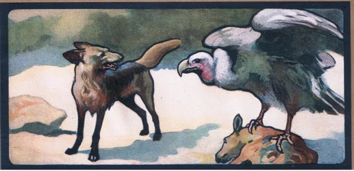 Jackals
