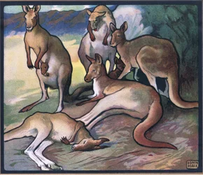 Kangaroos